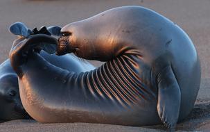 Sea Lion on beach Close up