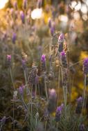 splendid Plants Nature