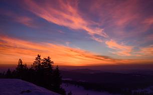 incredible Sky Trees