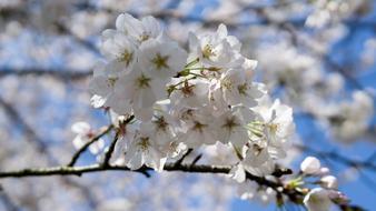Cherry Blossom Travel