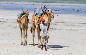 man with camels on Diani Beach in Kenya