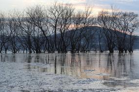 incredible Tree Ice Lake