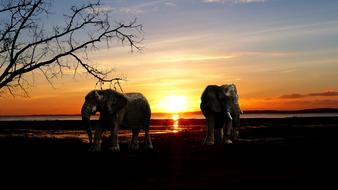 Sunset Elephant
