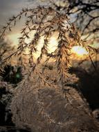 frozen grass against the evening sun