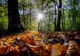 sunlight in autumn forest with yellow leaves