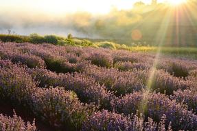 wonderful Field Lavender