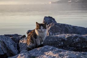 Cat sits on stone at seaside