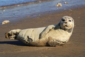 Gray Seal Crawling on sand beach