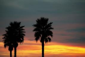 Palms Dawn