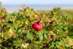 magnificent Apple Rose Langeoog