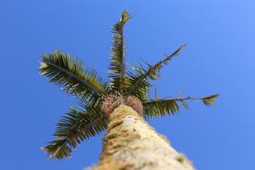 coconut tree with green leaves bottom view