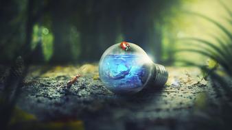 ladybug on the light bulb