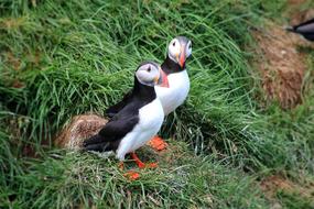 two puffins sit on green grass