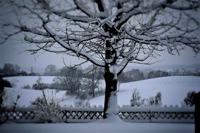 snowy landscapes in winter at dusk