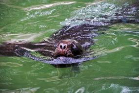 Hairy Sea ââLion in a water