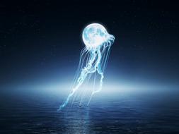 moon jellyfish in the night sky