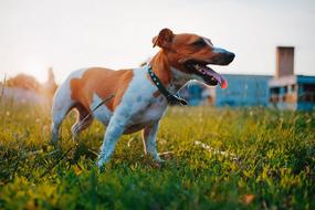 portrait of wonderful Dog Walking on a grass at the sunlight