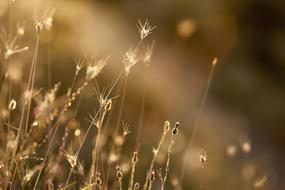 magnificent Grasses Plant
