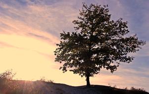idyllic tree in the evening