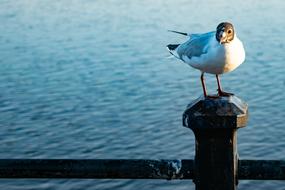 Black Headed Gull bird