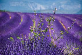 landscape of great lavender fields of Valensole in france