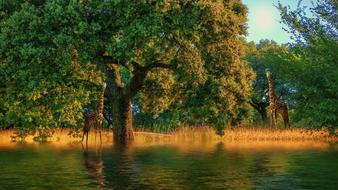 landscape of Nature Tree at Sunset