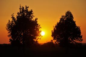 enchanting Trees Silhouette