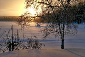 Beautiful landscape of the field with trees in snow at colorful sunset, in winter, Quebec, Canada