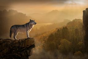 Wolf Lonely