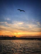 magnificent Istanbul Sunset Bird