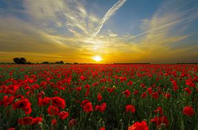 Poppy Field at Sunset, scenic landscape