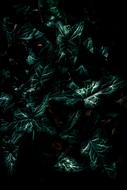 Beautiful texture with the green leaves, among the darkness