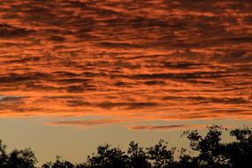 orange clouds over the trees at sunset, australia