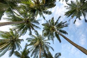 Bottom view of the beautiful, tropical, green and yellow palm trees at blue sky with white clouds