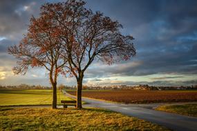 idyllic landscape with two trees on the field