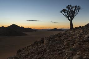 magnificent Namibia Quiver Tree Sunset