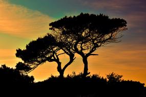 Beautiful trees, at colorful, gradient sunset in Cavo Greko on Cyprus, Greece