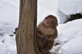 Japanese Monkey Baby looking up