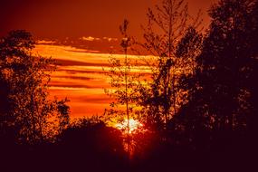splendid Sunset Trees