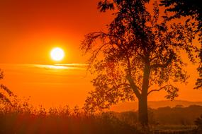 magnificent Tree Landscape