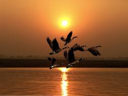 flock of Wild Geese at sunset sky above calm water