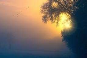 flock of Birds in sky at Foggy Dawn