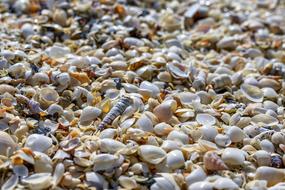 shell beach in Denmark
