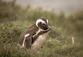 Penguin Grass Sunny