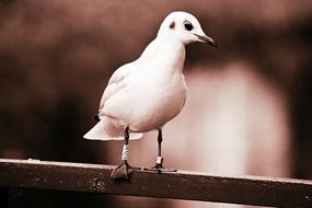 magnificent Gull Bird Animal