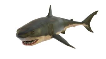shark as a 3d model on white