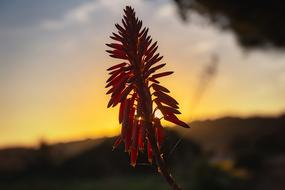 amazing Flower Sun