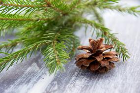 green pine branch and cone on the table