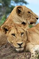 two wild cats are resting in Africa