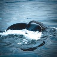 Tail humpback whale over water in Iceland